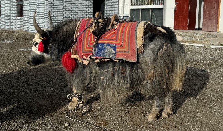 Yak in Tibet